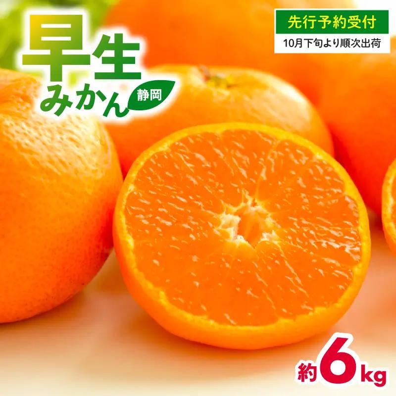 【先行予約】 2026年度産 みかん  早生 みかん 6kg  10月下旬発送