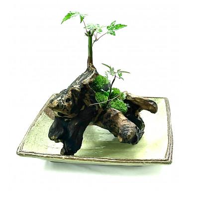 ふるさと納税 豊川市 苔盆景流木山水画は、自然の美しさを凝縮した、心が和むアイテムです。 |  | 01