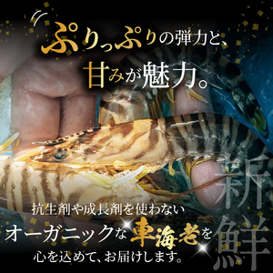 S010-082_活き車海老「やまと車海老」500g　〈先行受付〉