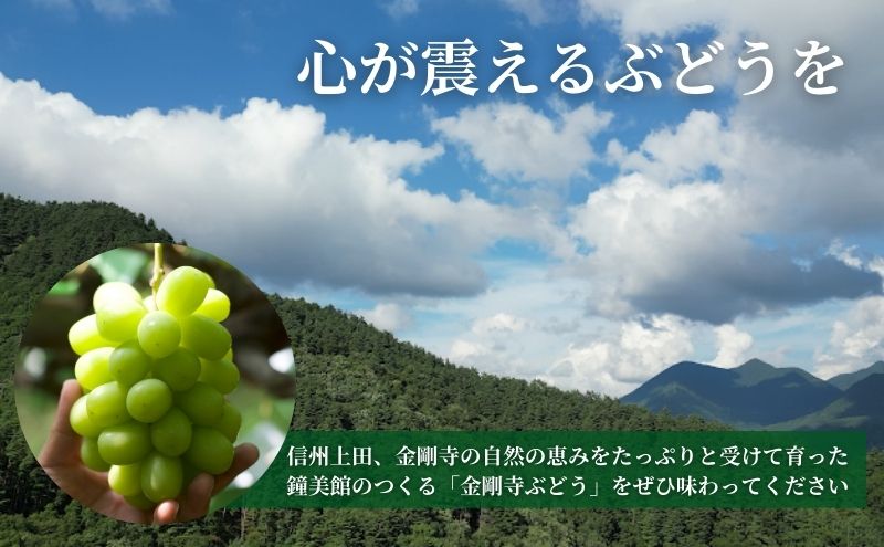 2025年先行予約 シャインマスカット 信州上田産金剛寺ぶどう 約2kg 4～5房 ぶどう 葡萄 ブドウ マスカット 2kg 果物 くだもの フルーツ デザート 旬の果物 旬のフルーツ 長野県 長野 