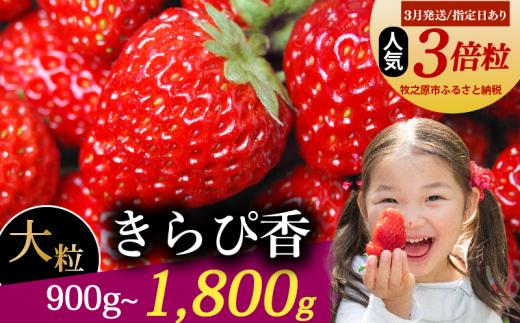 【3月発送/指定日対応】 きらぴ香 大粒 1800g 18粒~36粒 いちご 冷蔵発送 きらぴか 苺 イチゴ 2箱 ゆりかーご 土耕栽培 フルーツ 果物 スイーツ デザート 朝摘み ストロベリー おやつ 完熟 直送 ギフト 家庭用 贈答用 贈答 ギフト 贈り物 甘い ブランド ジャム アレンジ 農家直送 ベリー 産地直送 国産 おすすめ 森木農園 静岡県 牧之原市 ~土耕栽培だから濃くて甘い!~
