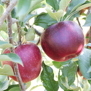 芳醇な香り 長野県産 深紅色 りんご 秋映 約3kg 秀品 〈2026年9月下旬～10月中旬発送〉| 長野県 飯田市