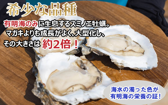 【2月配送】【先行予約】天然 有明海産「冷蔵スミノエ牡蠣」スミ☆スター2Kg