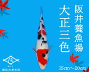 【ふるさと納税】阪井養魚場 錦鯉 大正三色 当歳 1匹 ※写真は令和4年度に実際に寄附者へ発送した鯉です※ 【 生き物 魚 飼育 錦鯉 鯉 紅白 三色 優勝 受賞 稚魚 】 お届け：12月～3月 054002