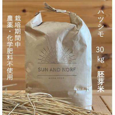 ふるさと納税 養老町 【令和7年産】初霜(源種)胚芽米30kg　(栽培期間中農薬・化学肥料不使用)