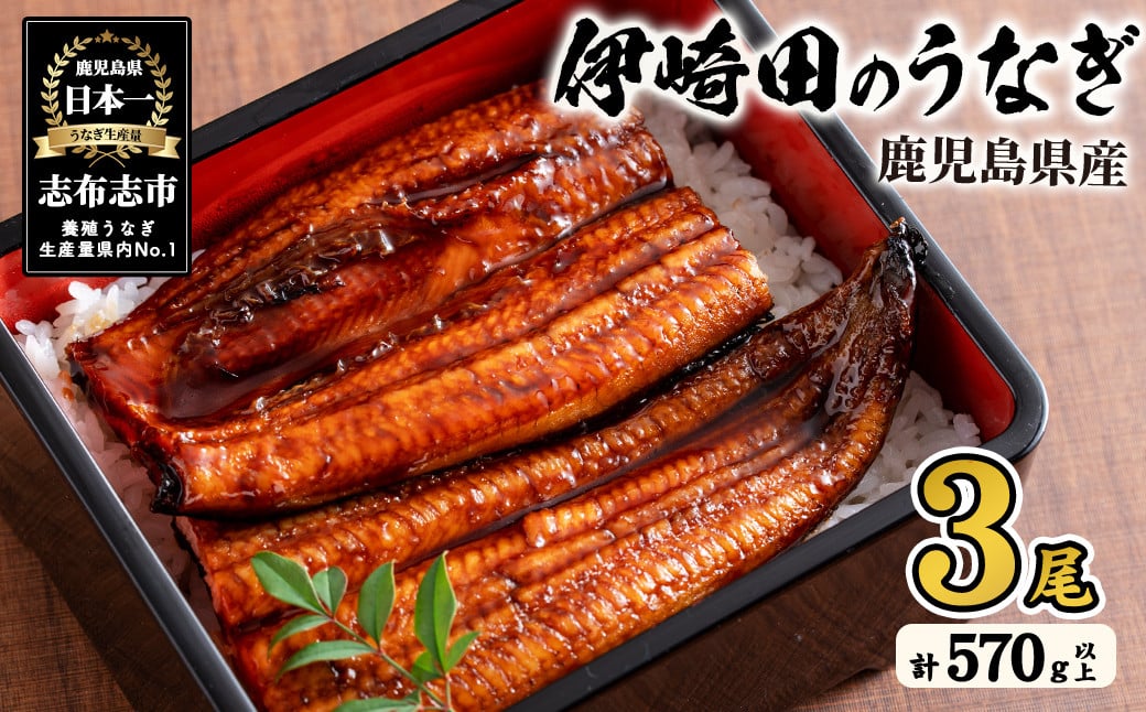 
            【数量限定】鹿児島県産 伊崎田のうなぎ蒲焼 特大＜190g以上＞× 3尾(計570g以上) 鰻 うなぎ ウナギ 蒲焼き 3尾 国産 九州産 鹿児島県産 冷凍 おつまみ 鰻重 うな丼 b6-021
          