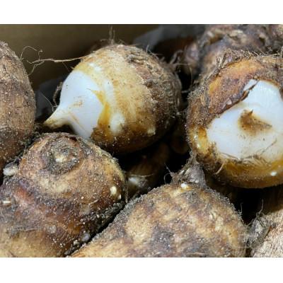 ふるさと納税 西尾市 【お試し】とろける里芋『とろりん』土付き 1.8kg・H063 |  | 01