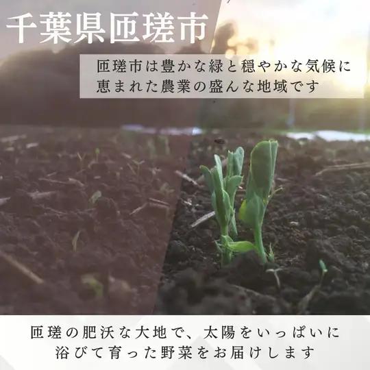 落花生　おおまさり（生） 1kg