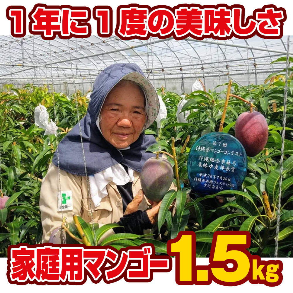 【2024年発送】芳醇な香り　とろける食感　家庭用マンゴー1.5kg_イメージ4