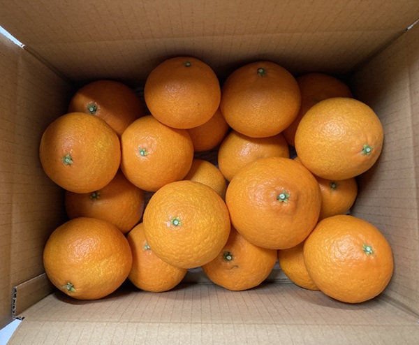 訳あり 愛果28号 5kg サイズミックス 【2025年12月以降発送】みかん 愛媛 数量限定 先行予約 柑橘 伊予市｜B220