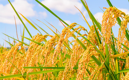 No.308 【令和7年産】千葉県産ミルキークイーン（精米）10kg ／ 米 こめ ご飯 もっちり 冷めても美味しい 粘り気が強い 食べごたえ お弁当 おにぎり 千葉県