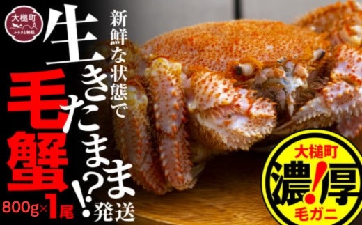 【令和9年発送先行予約】三陸産！活毛ガニ800g×1杯【08】【2027年2月～4月発送】