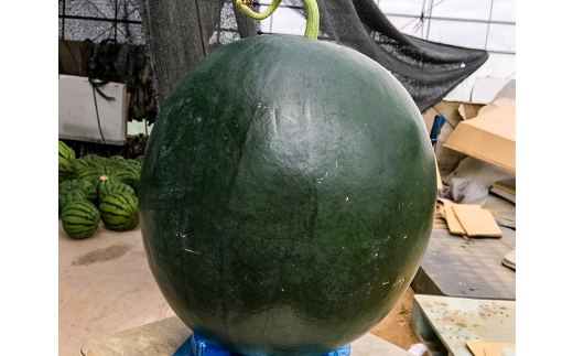 ＜ R8年熊本地震復興支援 ＞熊本市産 大玉西瓜 ブラックジャック 1玉入り 5キロ以上 スイカ すいか 西瓜 果物 くだもの フルーツ 大玉 果実 果肉 高級 国産 熊本県産 【 2027年5月上旬から6月下旬発送予定 】