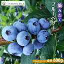 【ふるさと納税】＜2025年6月以降発送＞【摘みたてフレッシュ】一粒一粒ていねいに摘み取ったブルーベリーを生のままお届け　600g(150g×4パック） | フルーツ 果物 くだもの 食品 人気 おすすめ 送料無料