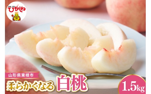【2026年産 先行受付】 東根市産白桃　秀品 柔らかくなる桃  約1.5kg ベジフルひがしね 山形県 東根市 hi104-003