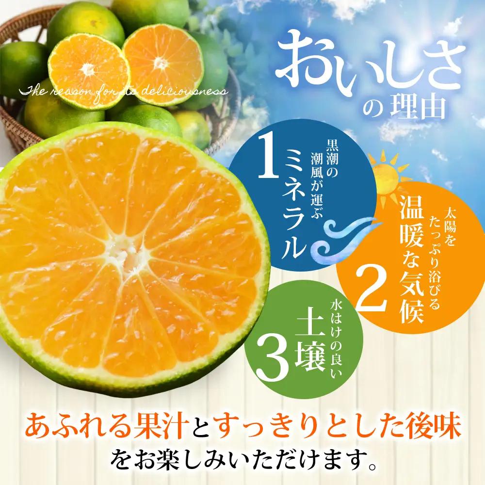 みかん 極早生温州みかん 約10kg【nkmr0018】