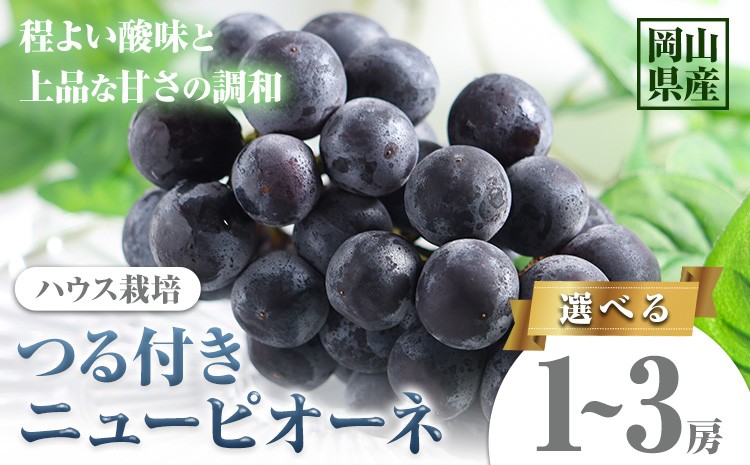 
                  【先行予約】岡山県産 選べる つる付きニューピオーネ 2房 540g以上 3房 540g以上 1房 680g以上 有限会社ホーティカルチャー神島《2026年7月中旬-8月中旬頃出荷》岡山県 浅口市 葡萄 果物【配送不可地域あり】
                