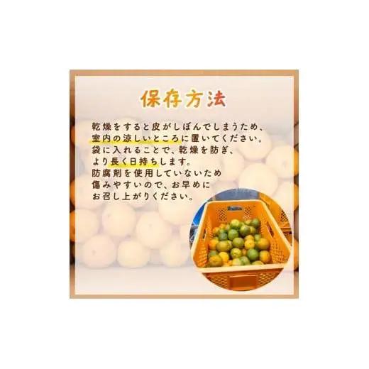 【早期予約】 訳あり 須崎産 ポンカン 5kg  1月中旬から発送開始