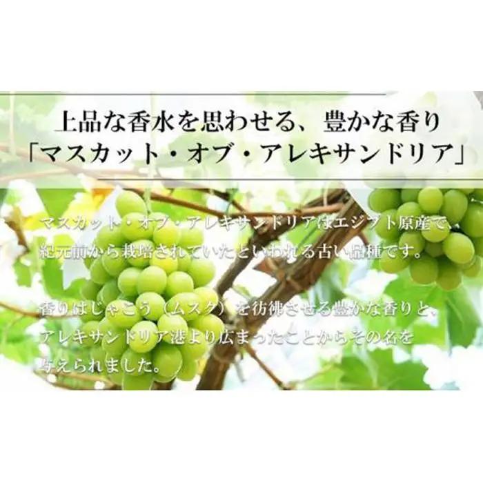 2026年 マスカット ・オブ・アレキサンドリア 約600g×1房 9月上旬～9月下旬発送分 葡萄  岡山県産 国産 フルーツ 果物 ギフト | マスカット