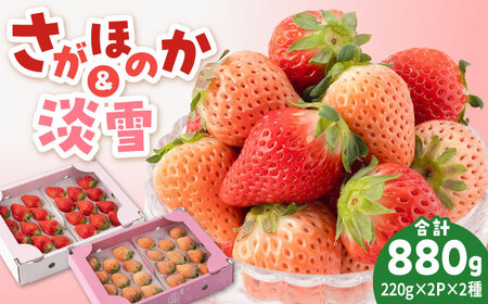 【先行予約 2027年1月〜発送】 赤白いちご食べ比べセット！  いちご