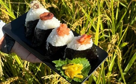 定期便3ヶ月 米 5kg 令和7年度産米 ひのひかり 筑後小郡産 農家直送 3回 お米 コメ お楽しみ
