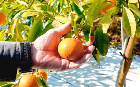 伊木力みかん 5kg（箱込み）長与町/岩永農園[EAZ006]