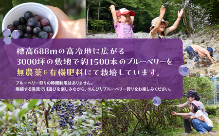 【食べ放題】ブルーベリー狩り体験チケット（小人 1枚）4歳～6年生まで ブルーベリー 摘み取り 体験 ブルーベリー狩り フルーツ狩り 時間 無制限 下呂市【106-2】