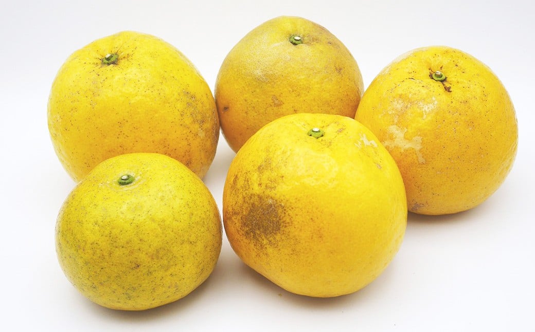 
            【2026年4月上旬より順次発送】訳あり 河内晩柑 5kg【えひめの町（超）推し！（愛南町）】(374)
          