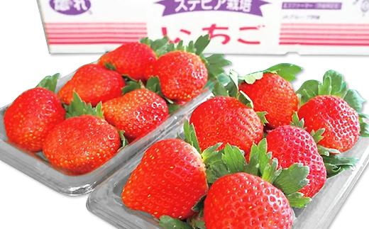 200茨城県産いちご「とちおとめ」2.2kg（2箱8パック）【2025年1月中旬頃～3月下旬頃発送予定】