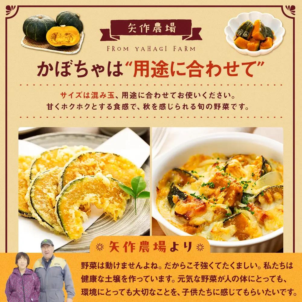 【先行受付】R8年産 有機栽培かぼちゃ 10kg | かぼちゃ カボチャ 南瓜 大容量 パンプキン 甘い 有機栽培 国産 産地直送 北海道 津別町 送料無料