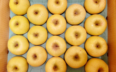 シナノゴールド（家庭用） 約5kg（15～20玉入り）トメズファーム　りんご　長野　信州　小諸　果物　フルーツ
