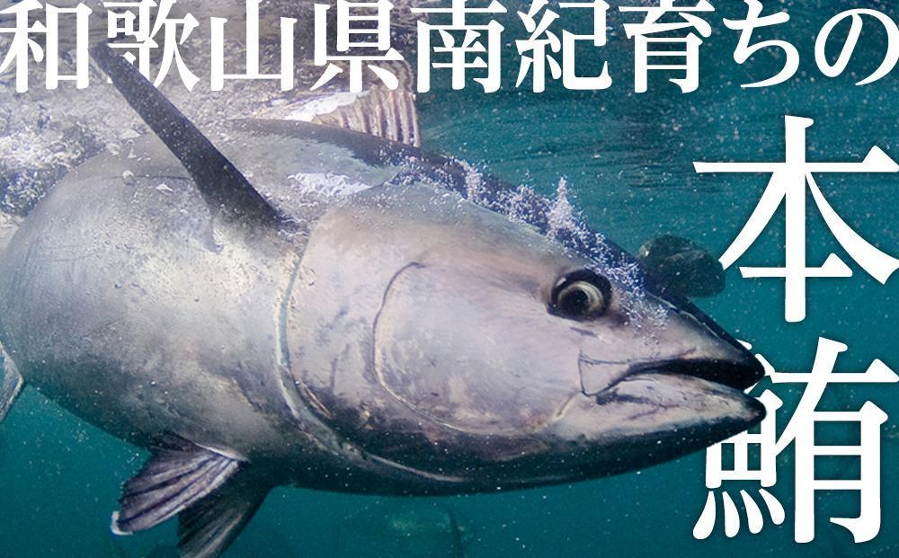 ［年内発送］プレミア和歌山認証品 本マグロ（養殖）トロ＆赤身セット　240g［年末発送（12月25日から30日発送）］［KS11］