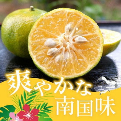 【2025年10月から順次発送】やんばる国頭村産 希少な島みかん「オートー」3kg【1662091】