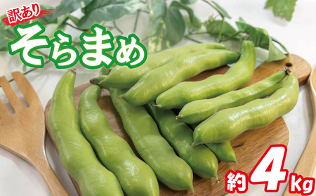 【2026年5月中旬頃から順次発送】 訳あり そら豆 約4kg ( 訳あり 野菜 ソラマメ そらまめ 旬の野菜 松山 愛媛県 )【VEG034】