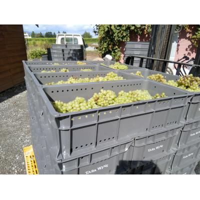 ふるさと納税 上富良野町 【自然発酵】赤白泡オレンジワイン 4本 多田ワイナリー |  | 02