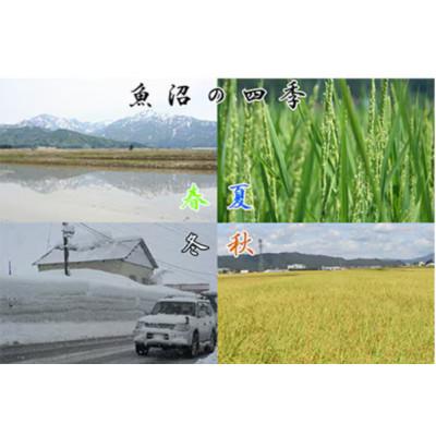 ふるさと納税 魚沼市 【毎月定期便】農産物検査員お奨め　魚沼産こしひかり(精米)5kg全6回 |  | 02