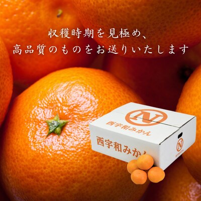 JAにしうわの季節の柑橘(川上共選　味ピカ5kg)【E08−24】【1443302】