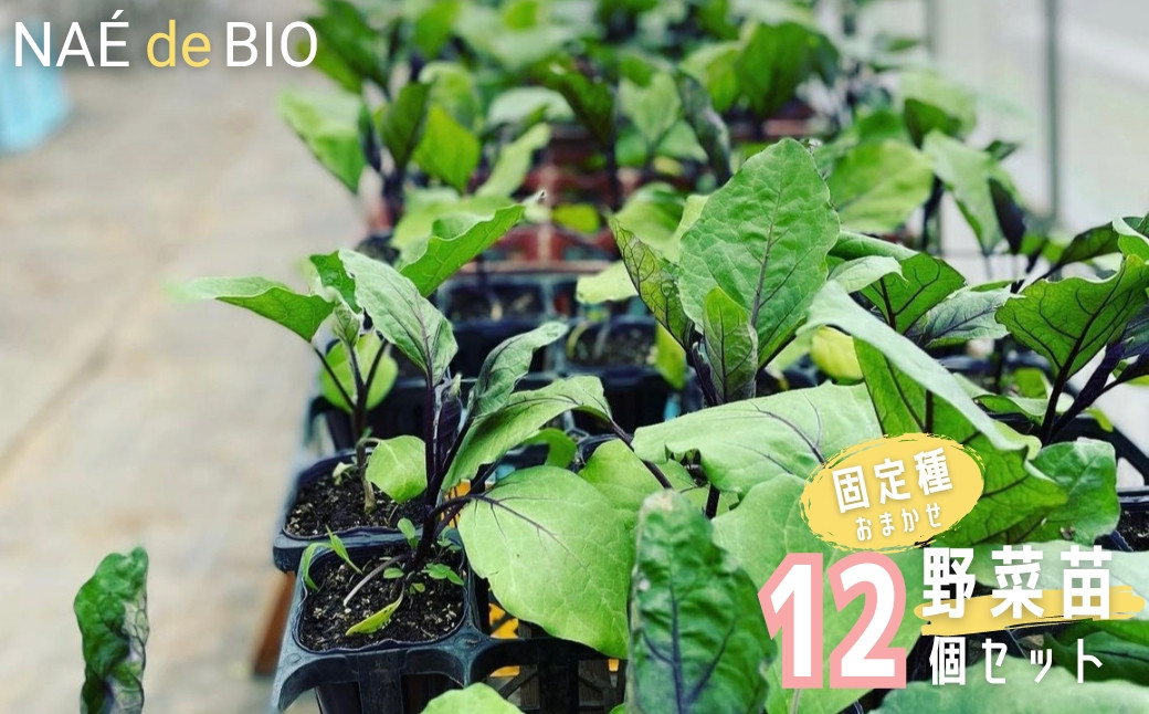 
            【NAÉ de BIO】野菜苗 固定種 おまかせ 12個セット 有機農家 ないとう農園 有機農業 土壌医
          