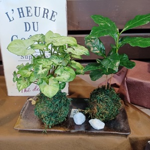 観葉植物 こけ玉 2個 セット 受皿 付き 苔玉 植物 盆栽 インテリア 雑貨 工芸品 装飾品 静岡県 藤枝市 ( 人気観葉植物 ふるさと納税観葉植物 ふるさと観葉植物 furusato観葉植物 おす