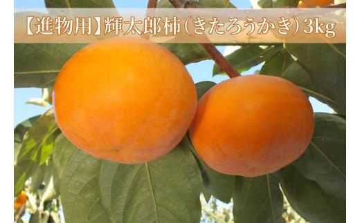 【進物用】輝太郎柿（きたろうかき）3kg【10月上旬頃から順次発送】