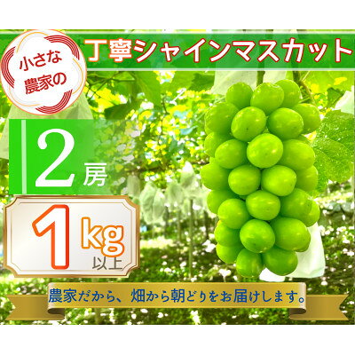 【ふるさと納税】【2026年先行予約】小さな農家の丁寧シャインマスカット計1kg2房入り【配送不可地域：離島】【1699611】
