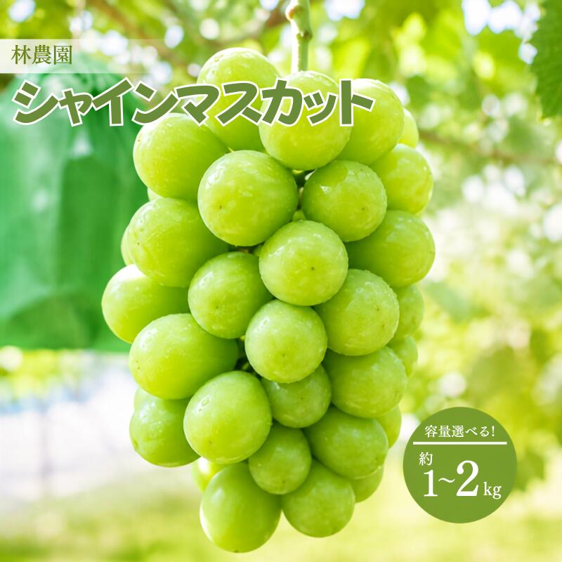 【ふるさと納税】容量選べる！シャインマスカット 岡山県新見市 林農園 【先行予約 2026年10月上旬から順次発送】