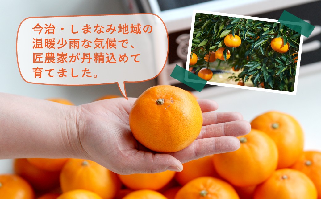 【先行予約】せとか レギュラー箱 2.5kg 柑橘 みかん ミカン 蜜柑 せとか 果物 フルーツ 国産 愛媛みかん 愛媛ミカン 国産フルーツ 愛媛県 上島町 JAおちいまばり
