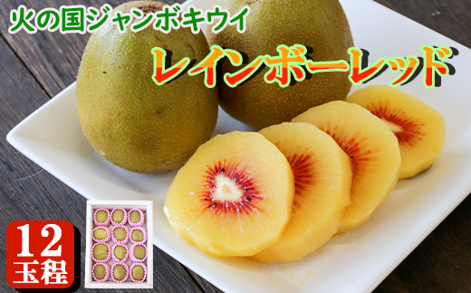 火の国ジャンボキウイ《レインボーレッド》 12玉【大玉・完熟】 上品な甘さと濃厚な味わい