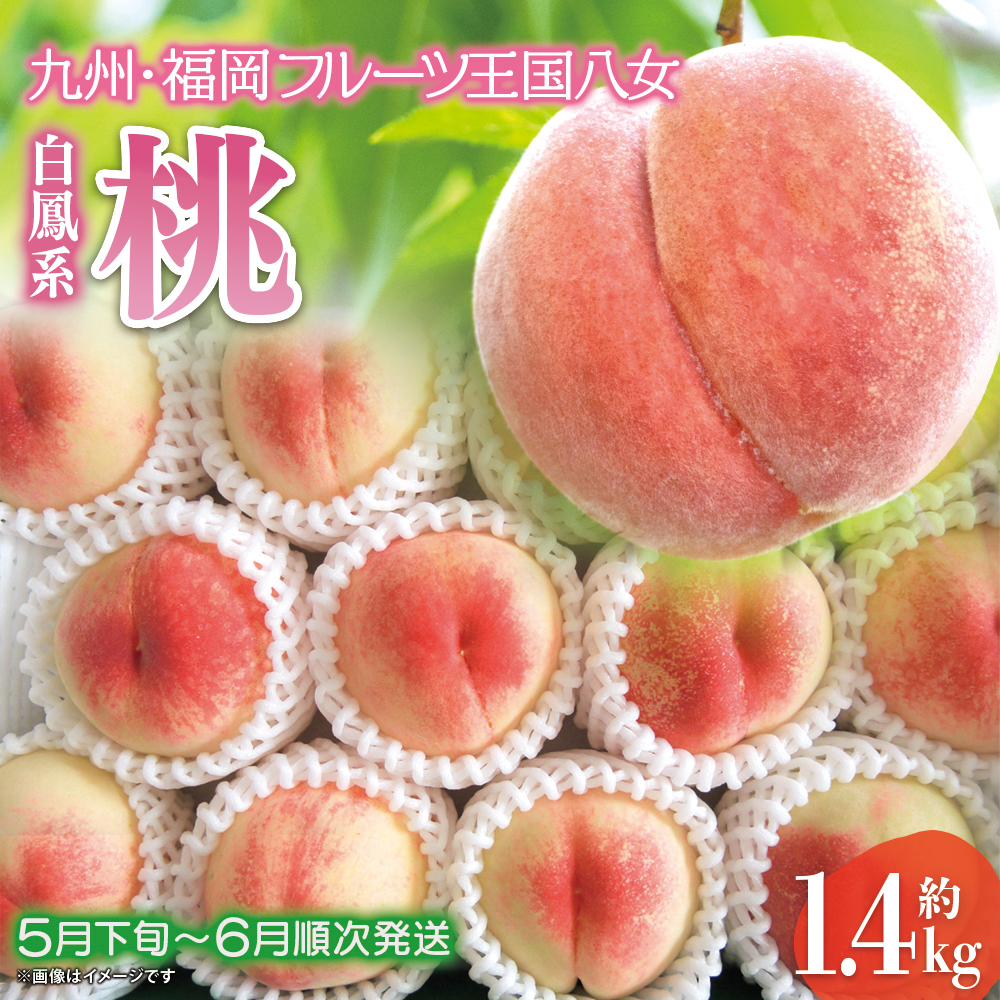 【2025年5月下旬～6月発送】九州・福岡フルーツ王国八女から直送！桃 約1.4kg｜配送不可：北海道・沖縄・離島 桃 もも モモ フルーツ くだもの 果物 白鳳 1.4kg 産地直送 ジューシー 家庭用 自宅用 家族団らん デザート スイーツ作り 福岡県 八女市