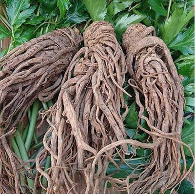 ふるさと納税 五條市 Angelica　和漢ドリンク |  | 03