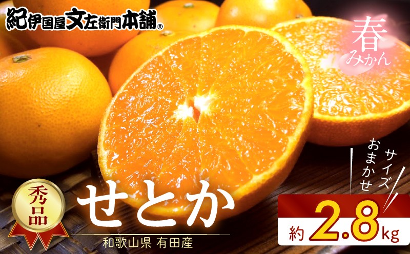 
                  せとか 秀品 約2.8kg 和歌山県有田産 春みかん 春柑橘 (果実サイズおまかせ) / 紀伊国屋文左衛門本舗_V7411
                