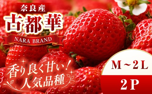 平群 の 古都華 いちご （ M ～  2L サイズ）  2パック  | 先行予約 フルーツ 果物 くだもの ブランド いちご 苺 古都華 ことか 大粒 甘い 大人気 満足 希少 希少品種 ストロベリー 美味しい 品種 特徴 糖度 2月 順次発送 旬 送料無料 濃厚 香り 果汁 味わい深い お取り寄せ 産地直送 農家直送 せいけファーム 名産地 奈良県 平群 町