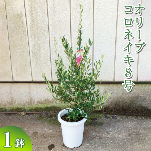 オリーブ コロネイキ8号 ※離島への配送不可 | 観葉植物 植物 グリーン オリーブの木 コロネイキ 室内 苗 鉢植え シンボルツリー ギフト 贈答 贈り物 プレゼント お中元 お歳暮 直送 農家直送 茨城県 古河市 送料無料 _BZ16