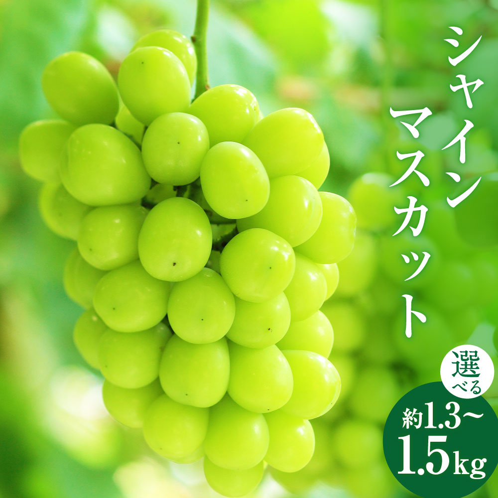 【ふるさと納税】山形おきたま産シャインマスカット秀 ＜選べる容量＞【2～3房（約1.3kg）／2～4房（約1.5kg）】 シャインマスカット マスカット ぶどう ブドウ 葡萄 フルーツ 果物 くだもの 果実 食べ物 スイーツ 冷蔵 白鷹町 送料無料 【2026年9月下旬～10月上旬発送予定】